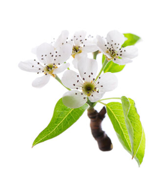 Pear tree blossoms isolated on white background. Branch of flowering pear with white flowers and green leaves in spring. Clipping path.