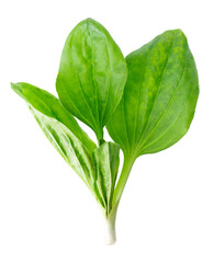 Fresh plantain leaves isolated on white background. Plantago major herb. Medicinal green leaves for traditional medicine. Clipping path. © vandycandy