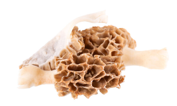 Morel mushroom isolated on white background. Morchella esculenta. Spring edible fungi. Clipping path.