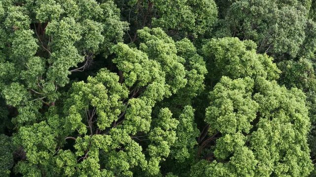 Aerial top down view of dense tropical forest canopy with green tree crowns and visible branches.