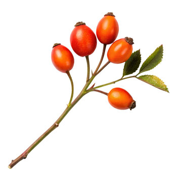 Wild rose hip branch isolated with ripe fruits and leaves for herbal medicine tea packaging botanical reference autumn harvesting and natural ingredient branding