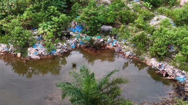 Aerial view of a riverside rubbish dump with scattered plastic and grazing buffalo.