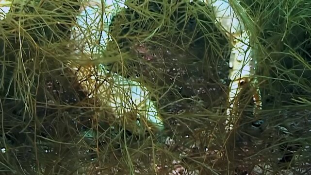 A magnificent Red King Crab Paralithodes camtschaticus gracefully navigates through a vibrant tapestry of green aquatic plants. This colossal crustacean thrives in the icy, hidden Arctic depths.