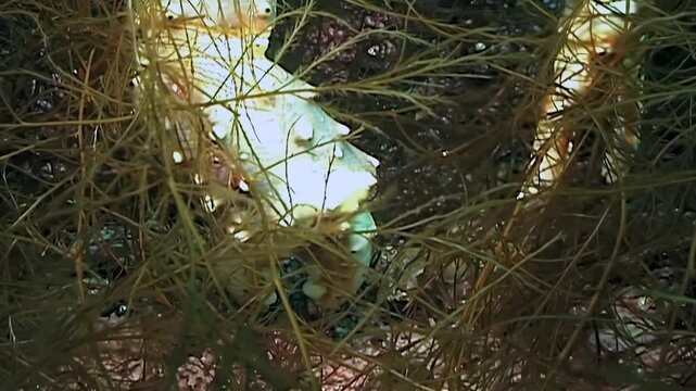 A close-up view reveals a large Red King Crab Paralithodes Camtschaticus subtly navigating the dense green flora of the frigid underwater Arctic. Its formidable shell and powerful legs are visible.