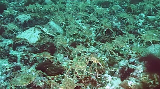 A majestic migration of numerous large red King Crabs Paralithodes Camtschaticus unfolds on the rocky seabed in the frigid cold waters of the Arctic.