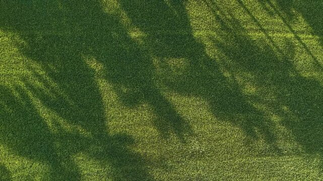 Aerial drone shadows of coconut trees over paddy field