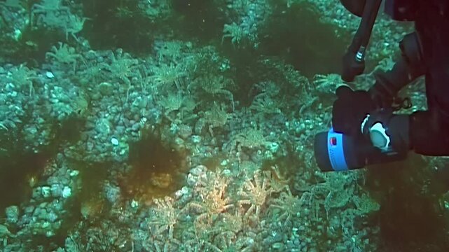 A remarkable spectacle unfolds as numerous giant Red King Crabs migrate on the rugged seabed. Their collective movement creates an amazing underwater panorama in the Arctic's frigid realm.