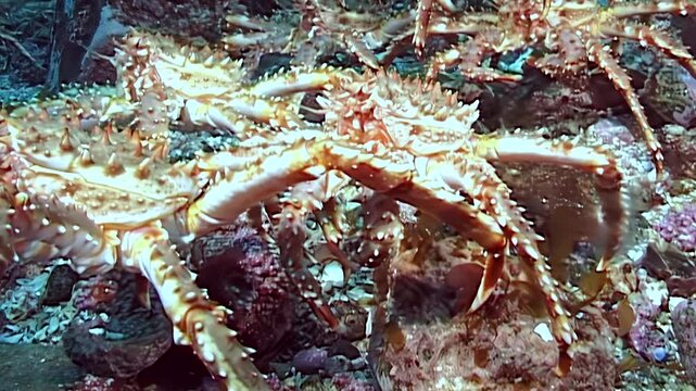 Observe large red King Crabs, Paralithodes Camtschaticus, undertaking an epic migration. These ocean giants slowly traverse the cold Arctic seabed, journeying through its frigid, mysterious depths.