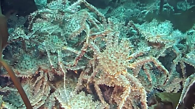Large red King Crabs, Paralithodes Camtschaticus, undertake an epic migration across the frigid Arctic seabed.