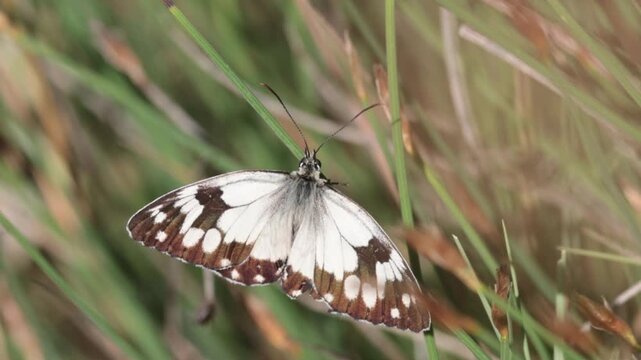 Mariposa medioluto ib&eacute;rica moviendo los palpos labiales en c&aacute;mara lenta sobre la vegetaci&oacute;n en el Parque Natural de la Sierra de Mariola, Bocairent, Espa&ntilde;a