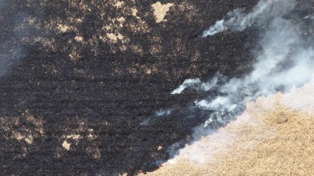 Aerial drone view of straw paddy field burning and smoke pollution