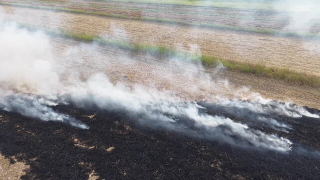 Aerial drone view of straw paddy field burning