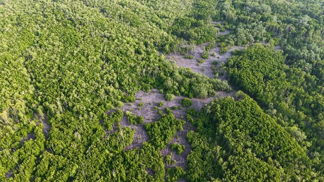 Aerial drone view of dense mangrove forest canopy