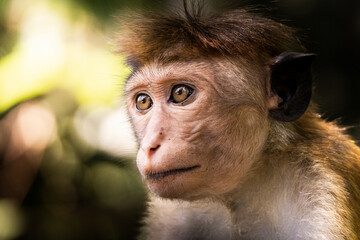 Obraz premium Close up portrait of a monkey (toque macaque) against a green blurred background, Sri Lanka