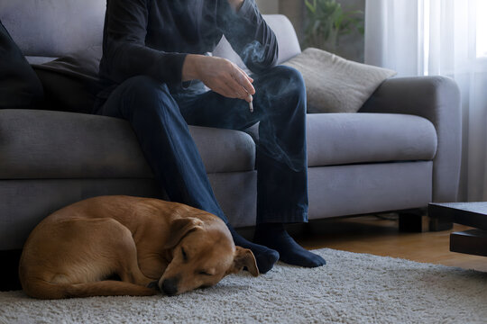 Secondhand smoke risk to pet dog indoors