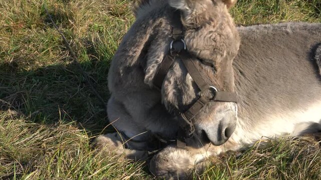 A brown donkey with a halter resting comfortably on a grassy field. The sun shines brightly, highlighting the texture of its coat, while it lies peacefully in the open space.
