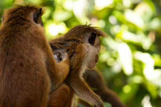 Two monkeys (toque macaques) picking lice against a jungle background, Sri Lanka