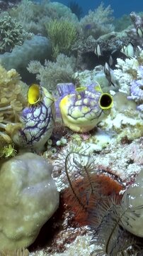 Explore the beautiful underwater world during the day. Colorful boxfish swim among the vibrant coral reef, creating a tranquil aquatic existence.