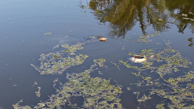Monitor Lizard Swimming in Polluted Urban River with Rubbish