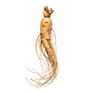 Dried ginger root with long rhizome isolated on transparent background