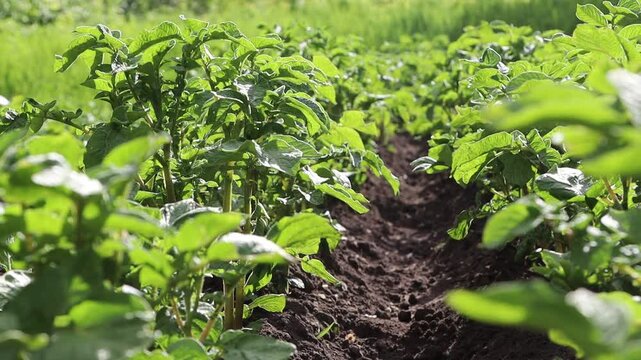 Lush potato field growth sequence.