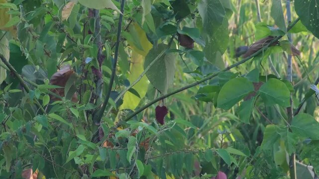 Pin-striped Tit Babbler Inspecting Vegetation and Hopping Between Branches Before Departure, Palawan Philippines