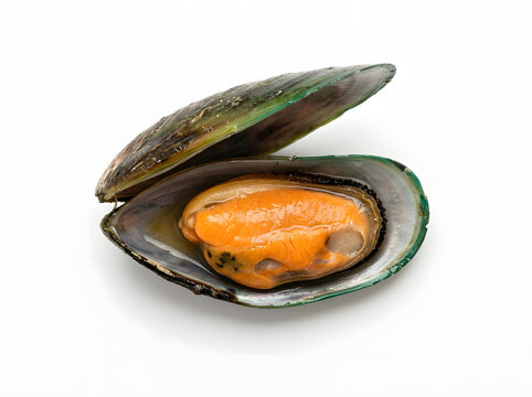 Succulent Orange Mussel Meat in Open Shell