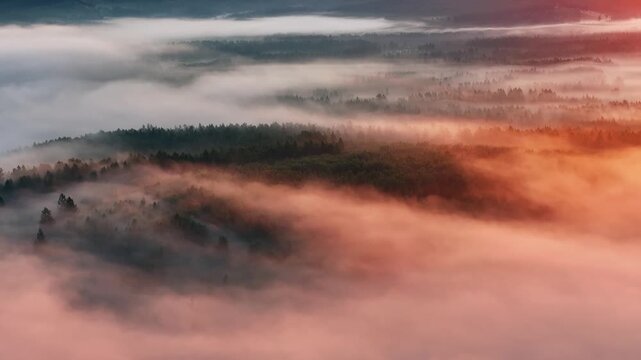 Aerial shot of fog - covered forest at golden hour