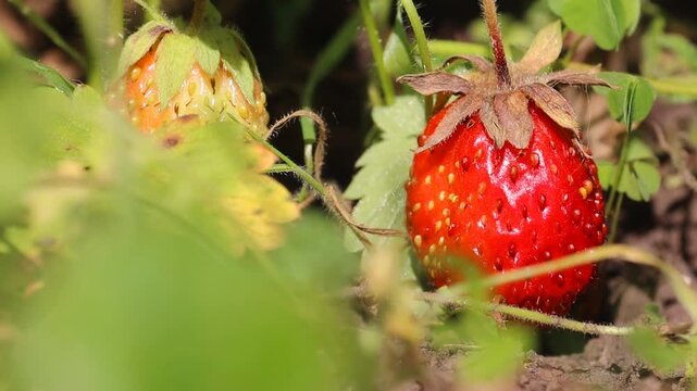 Two strawberries in a green setting.