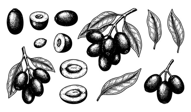Hand Drawn Jambolan Java Plum Botanical Vector Set