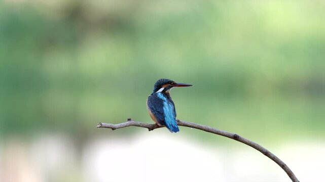 Common Kingfisher, perching on tree branch in forest park, this small kingfisher has blue upperparts, orange underparts and a long bill, wildlife behavior, the kingfisher is preening its feathers