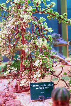 Portulacaria afra variegata (Elephant bush) succulent plant