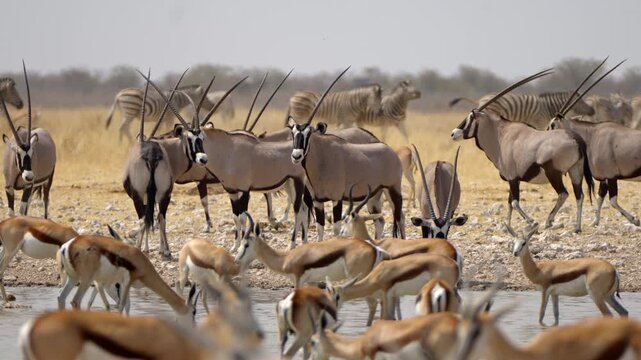 Herds of oryxes, zebras and springbok gather around a waterhole in Etosha National Park, Namibia. 