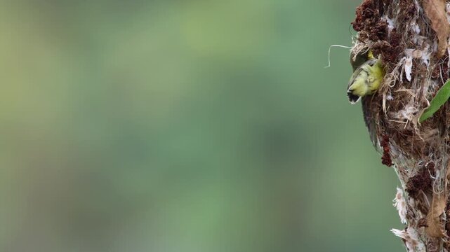 Olive-backed Sunbird male hovering at nest to feed chick, wings blurred in rapid motion, iridescent throat and bright yellow body vivid, double-feeding, feed twice in a row, consecutive feeding