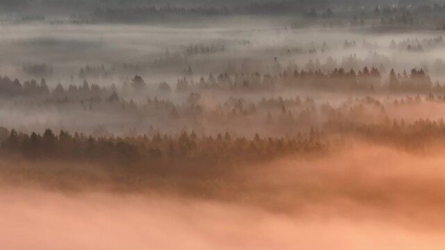 Aerial shot of fog - covered forest at golden hour