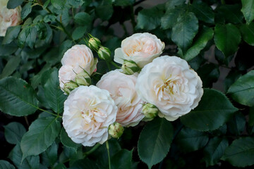 Fototapeta premium Bedding roses flowers (Pastella), postcard, cover.