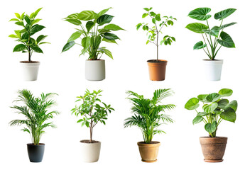 Fototapeta premium PNG Vibrant potted plants collection on transparent background