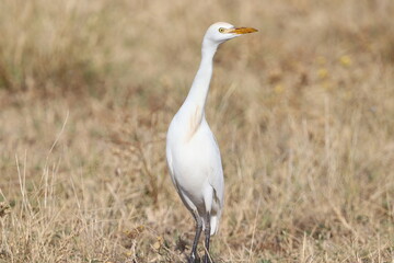 Fototapeta premium Garcilla bueyera de pie en un campo de hierba seca