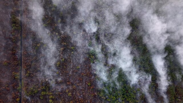 Smoke rises thick and slow from burning forest floor