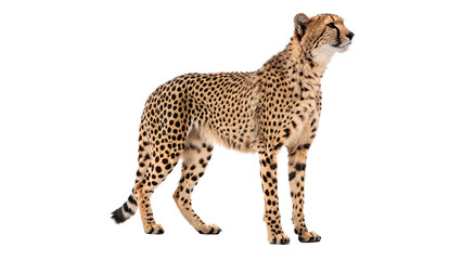 Wild elegant african cheetah predatory cat standing isolated on a transparent background © Ivanka
