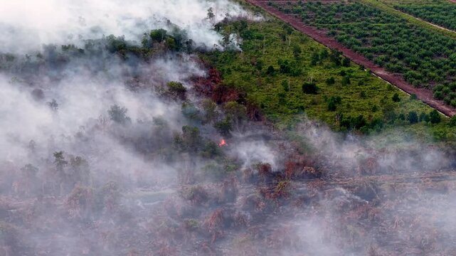 Smoke rises from burning forest ground