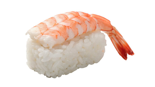 Single piece of traditional Japanese fresh ebi shrimp nigiri sushi isolated on transparent background cut out