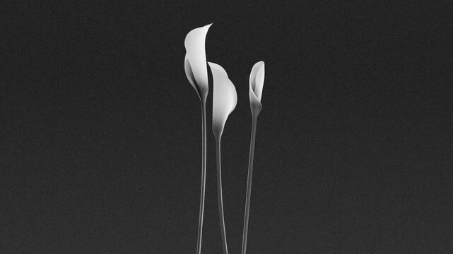 Three white calla lily flowers slowly blooming in black and white with clean lines and film grain on dark background, horizontal minimalist nature animation
