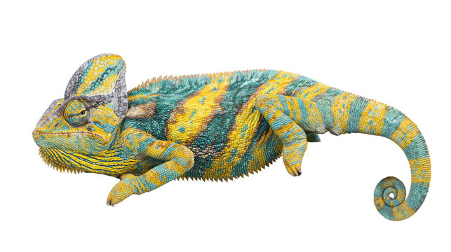 Veiled chameleon with yellow and turquoise scales
