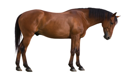 Brown horse standing with mane and tail © Isabel
