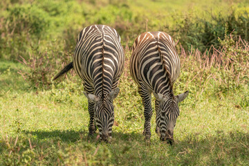 Fototapeta premium Full body portrait of a wild zebra standing in a bright green grassy savannah habitat with wildlife