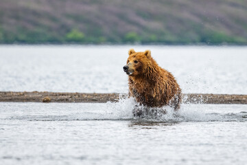 Ruling the landscape, brown bears of Kamchatka (Ursus arctos beringianus) © vaclav