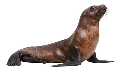 Brown sea lion with dark flippers and whiskers looking up © Isabel
