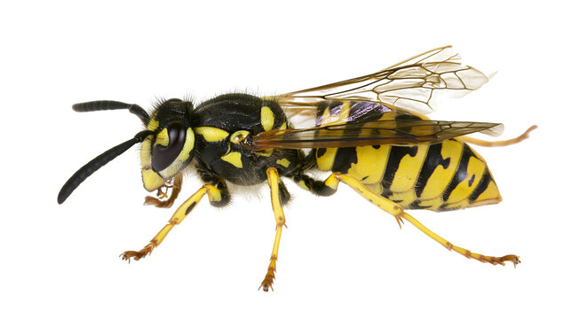 Yellow and black striped wasp insect with wings