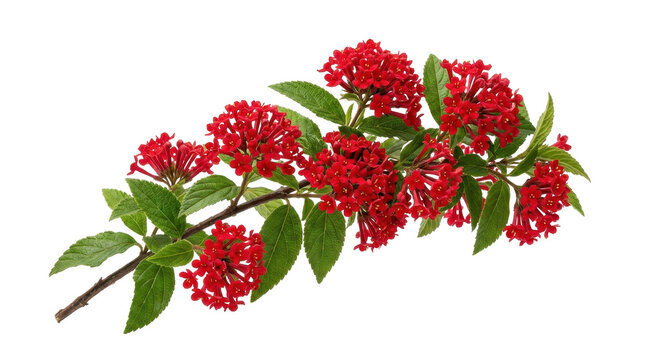 A vibrant red ixora flower branch with green leaves is isolated on a clean white background, showcasing its delicate clusters in a studio shot.